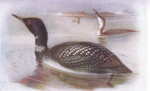 Grote noordse duiker